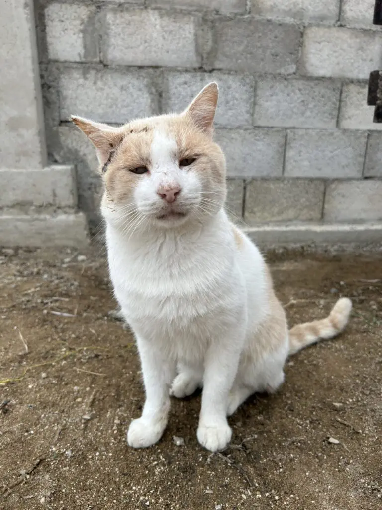 greek island cat