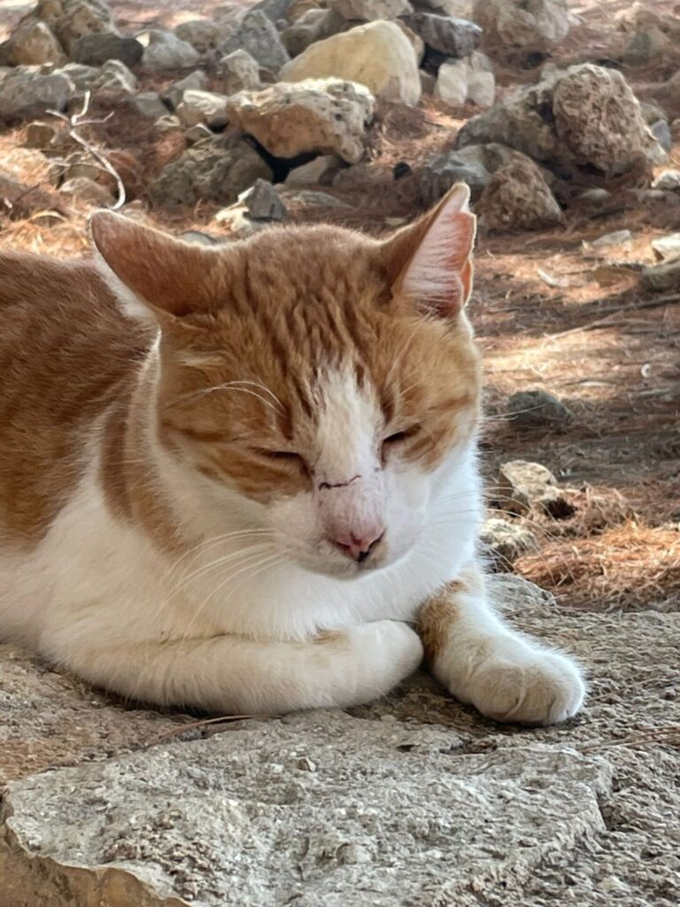 Crete cats