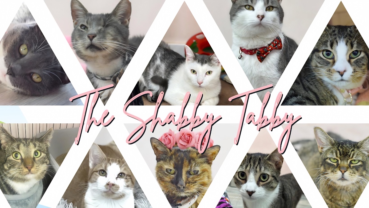 O café de gato pobre em Long Island