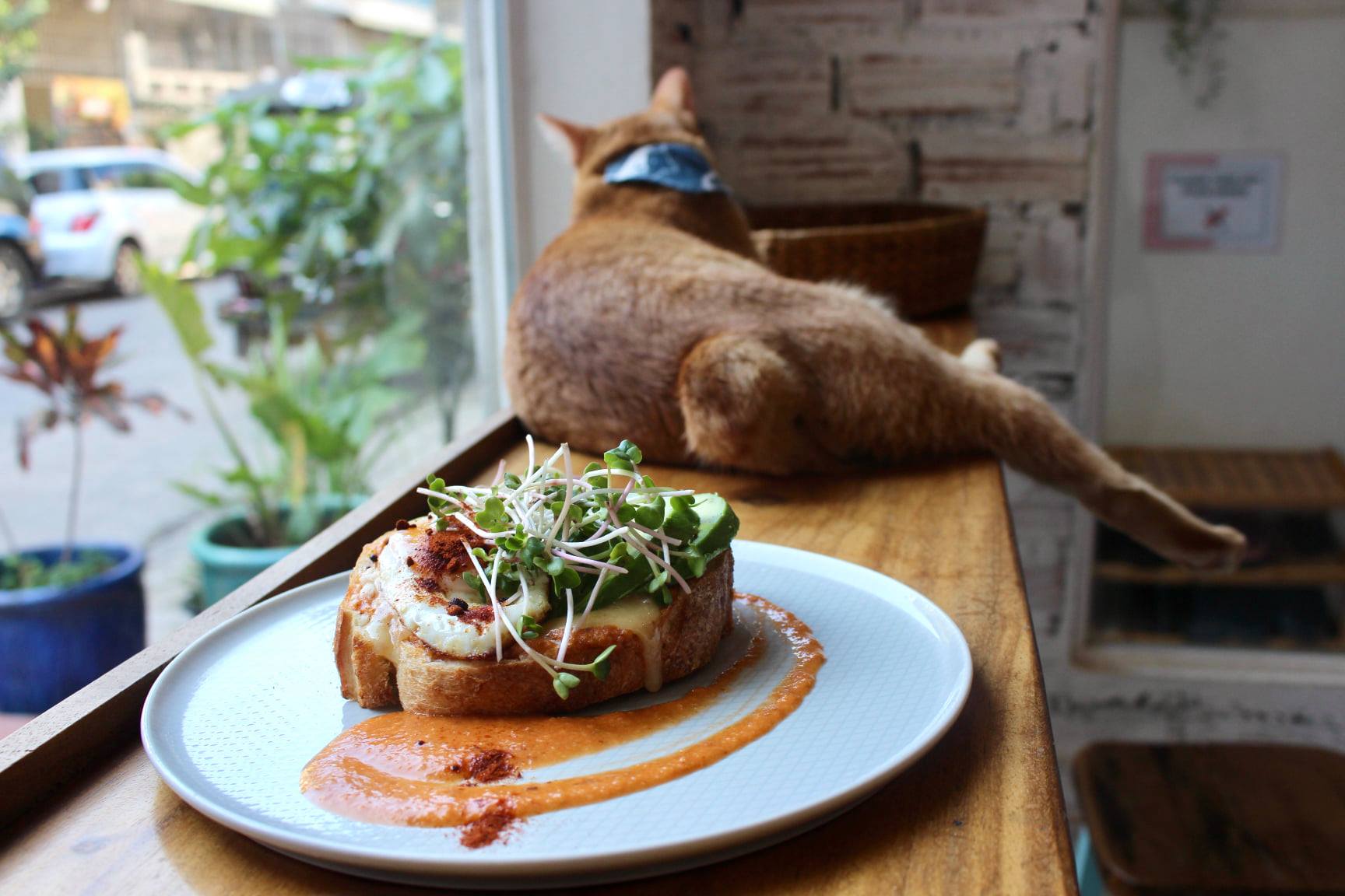 Ministério do Café Cat em Phnom Penh, Camboja