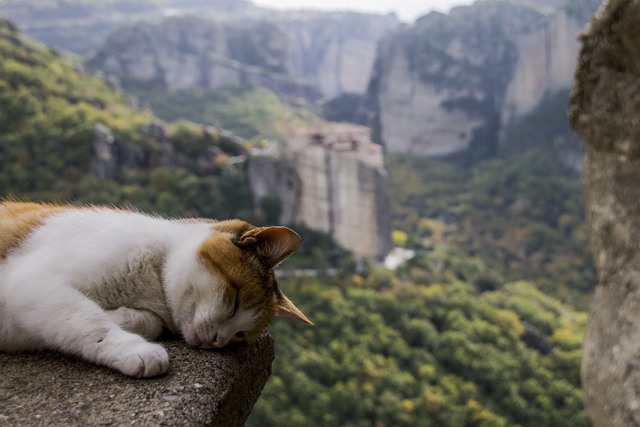 cat-in-different-languages