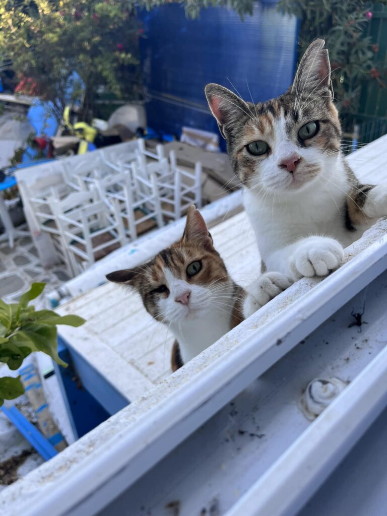 Naxos cats
