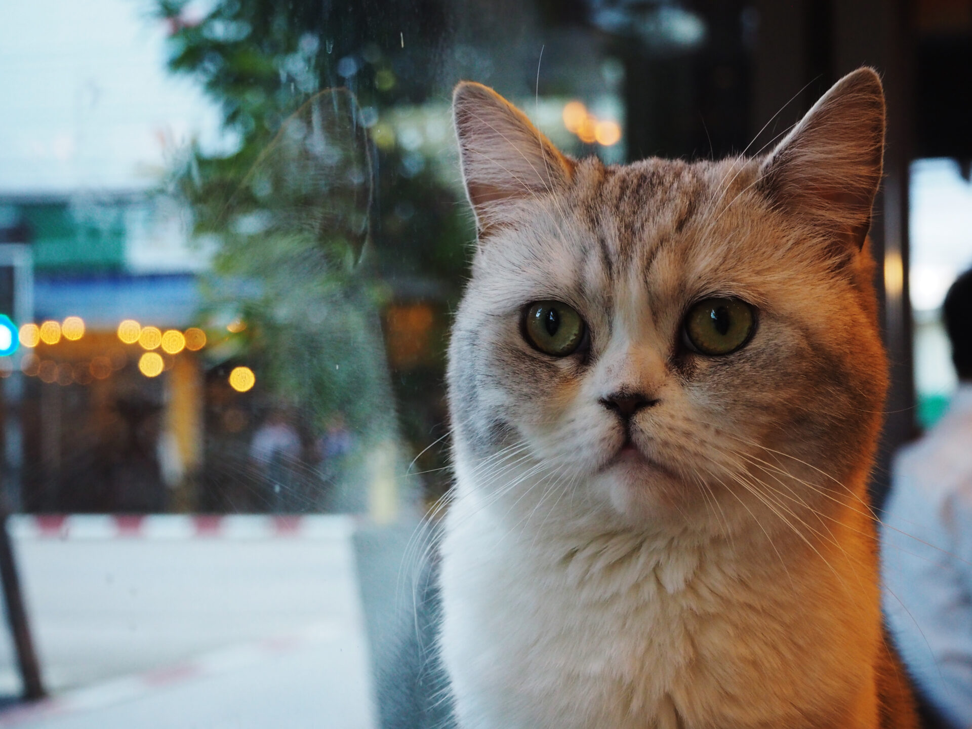 Gatos belgas