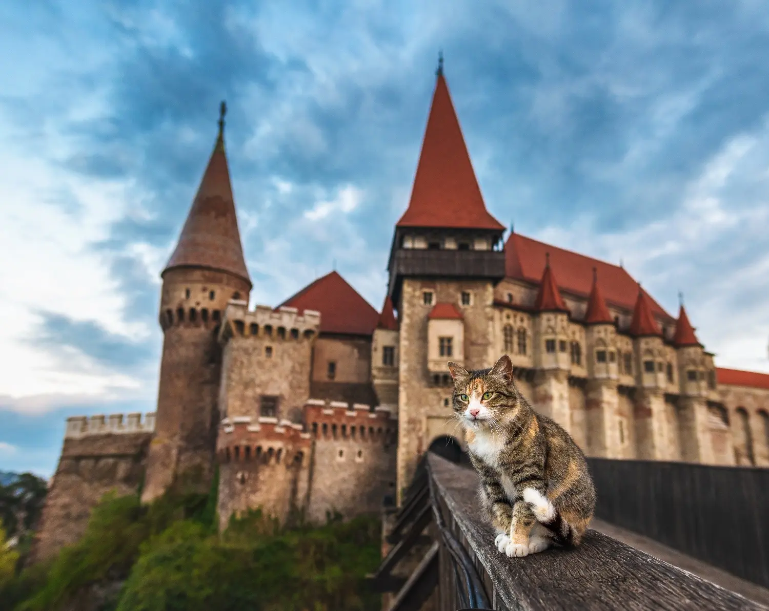 Cat posing in front of Corvin Castle in Romania