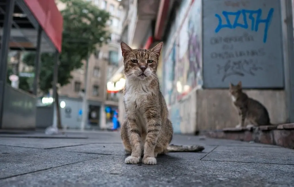 Romanian cat names