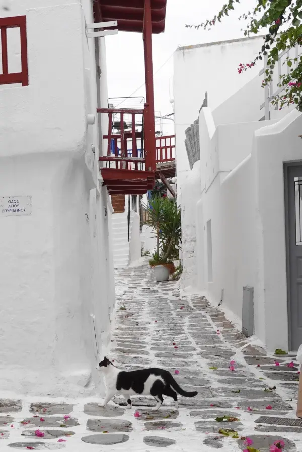 Mykonos cats