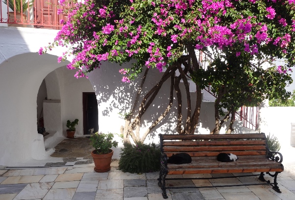 Gatos em Ano Mera Mykonos