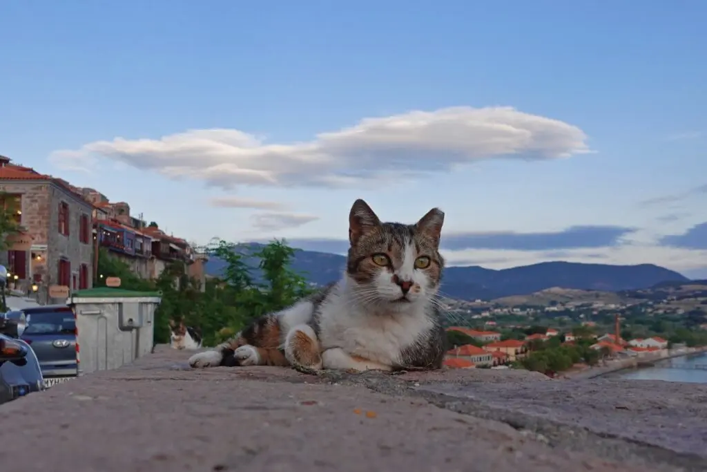 Molyvos cats