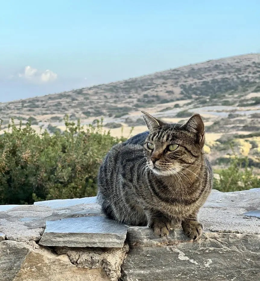 Georgie, one of the stray cats of Iraklia