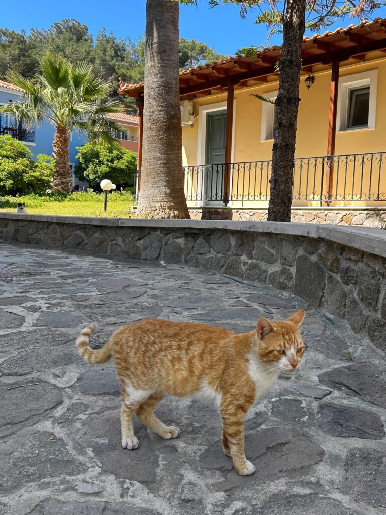 Alma Beach Hotel Petra