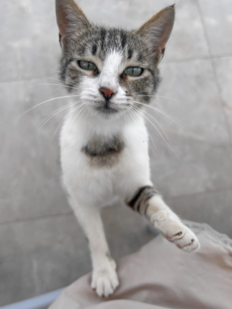 Alma Cat
