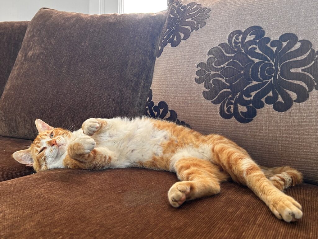 Alma Hotel Lounge Cat