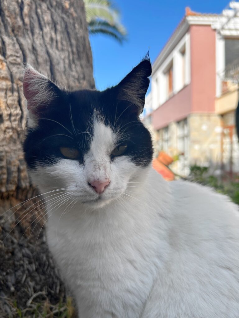 Alma Hotel Cat