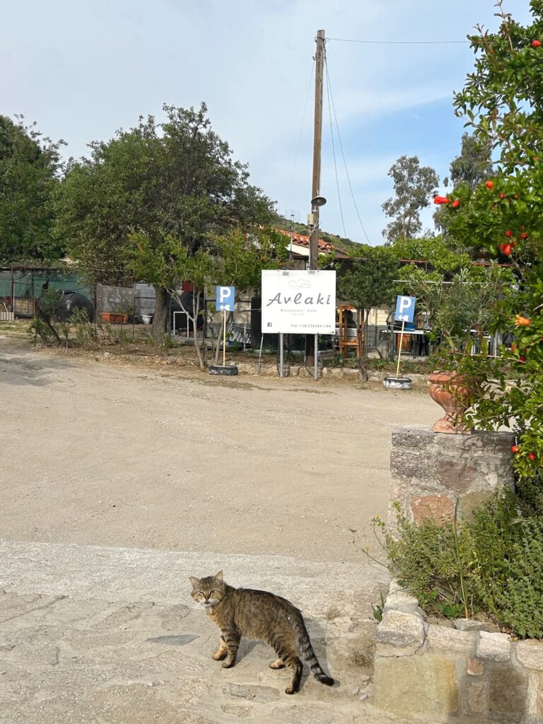 Avlaki